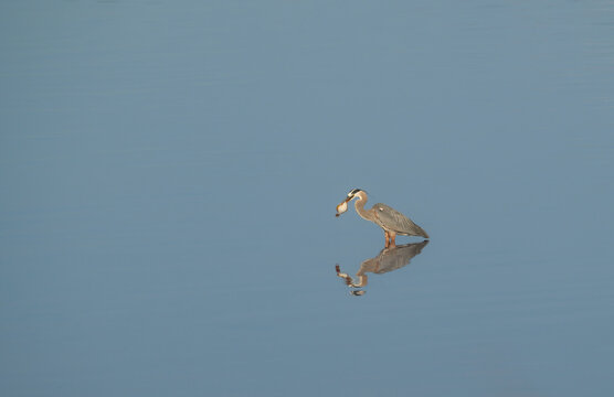 A blue heron holding a freshly caught fish and standing reflected in still waters.