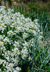 Fototapeta premium Crambe maritima (sea kale), a perennial herbaceous plant of the Brassicaceae family, which grows on coastal areas. The plant is considered rare and is listed in the Red Book of Ukraine