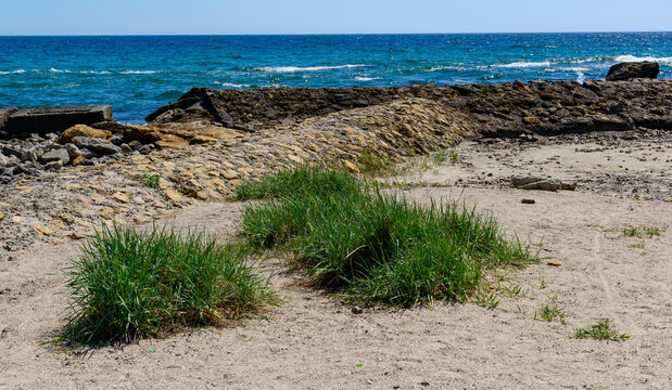 Halophytic grass species on a sandy shore at a beach in Odessa, Ukraine.