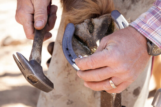 Farrier Shaping Horseshoe Showing Skilled Trade and Craftsmanship