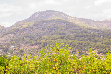 Fototapeta premium Lush green hillside with orange trees in the foreground, showcasing a mountainous landscape under a cloudy sky in a rural area of Mallorca, Spain