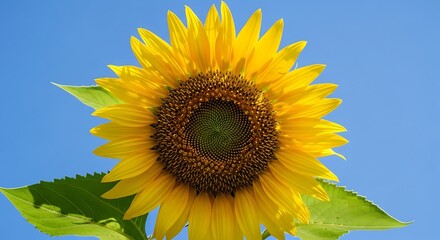 Obraz premium A vibrant sunflower in full bloom against a clear blue sky, capturing its radiant beauty