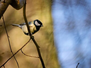 Great tits in the trees of a forest © Matthias Hafner
