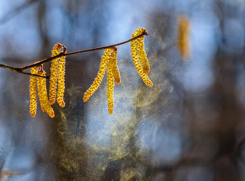Golden catkins of alder and birch spray a cloud of fine pollen in a windy spring park, causing severe allergies