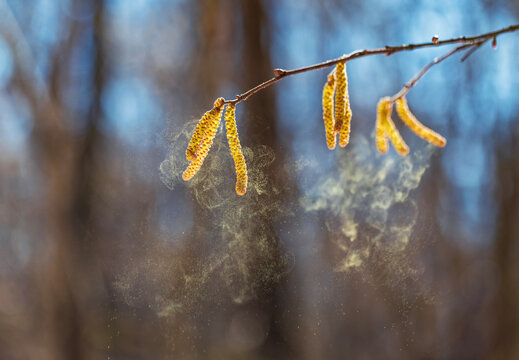 Golden catkins of alder and birch spray a cloud of fine pollen in a windy spring park, causing severe allergies