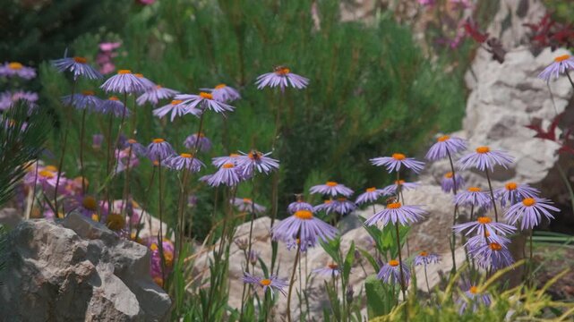 Vibrant purple Alpine Aster (Aster alpinus) flowers with busy bees in a peaceful sunny rock garden swaying gently in the wind, wide static shot