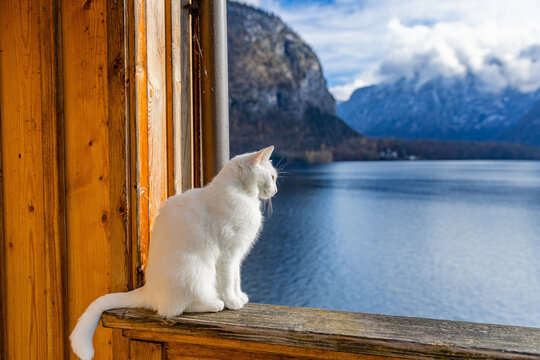 Sitting on the edge of a rustic balcony, a fluffy white cat perched on a wooden railing gazes over Lake Hallstatt and the misty, snow-kissed mountains.