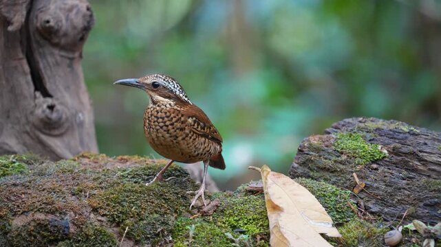 Eared Pitta (Pitta phayrei) on ground Bird watching in natural habitats in the forest.
