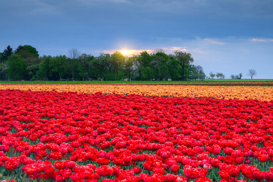 Field full of colorful tulips