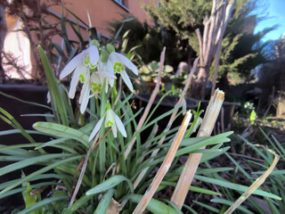 Przebiśniegi (Galanthus nivalis) – małe, białe kwiaty zwiastujące wiosnę w miejskim ogrodzie. Ich smukłe, wydłużone, zielone liście otaczają kwiaty. W pobliżu widać przycięte łodygi roślin. © Grzegorz