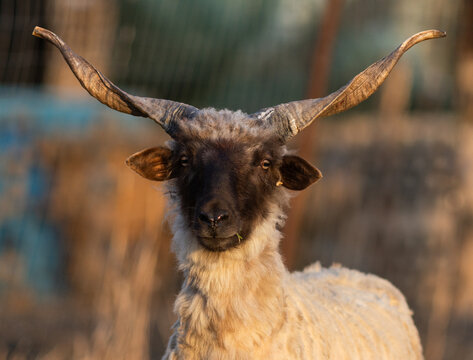 hungarian racka sheep grazing on meadow
