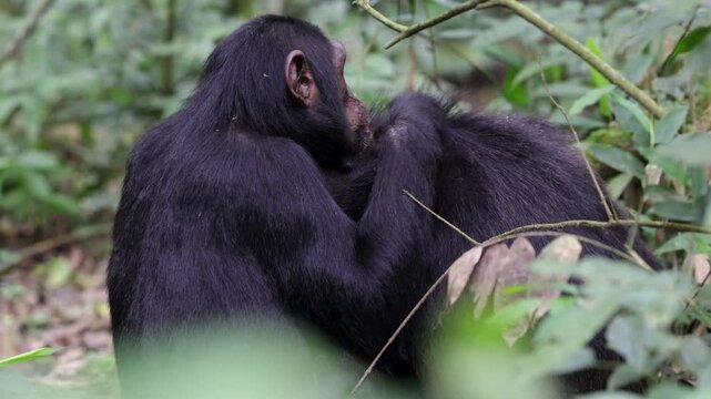 Chimps grooming each other in rainforest of Kibale National Park. Uganda