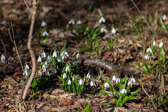Folded Snowdrops Blooming in Kholodnyi Yar, Ukraine