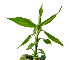 Fototapeta premium Lucky Bamboo, Dracaena Sandera, green plant isolated from background, close up