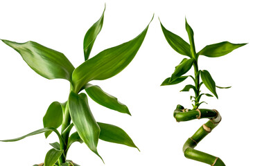 Fototapeta premium Lucky Bamboo, Dracaena Sandera, green plant isolated from background, close up