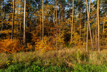 Obraz premium Poland forest vibrant autumn foliage and blue sky