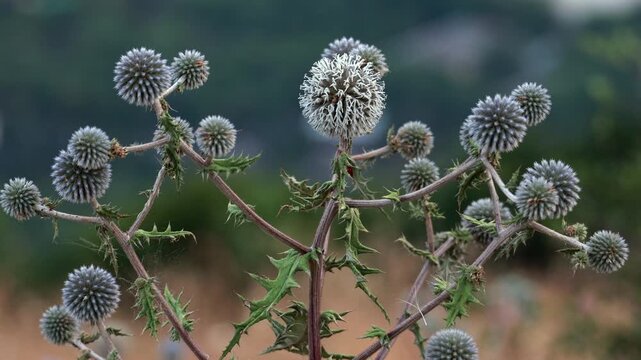 Cluster of blooming blue globe thistle flowers on spiky stems
