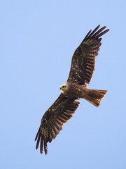 Fototapeta premium Black kite in flight