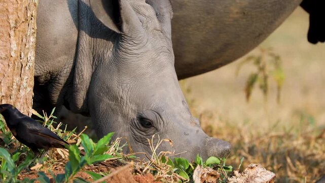 White rhinos feed peacefully at Ziwa Rhino Sanctuary in Uganda
