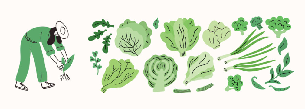Farm agricultural local food, vegetables roots from farm, local market concept, farmer working. Hand drawn simple doodle illustration. Eco, healthy food, vegan. Cole, salad, green onion, broccoli.