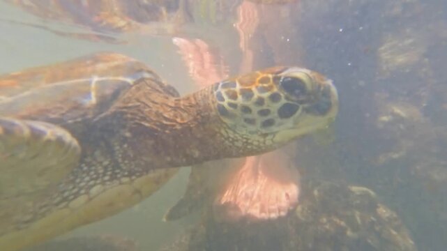 Underwater POV of a visitor feeding algae to rescued green sea turtles in the Baraka Natural Aquarium. High-angle view showcasing gentle animal interaction in Zanzibar. Authentic wildlife experience