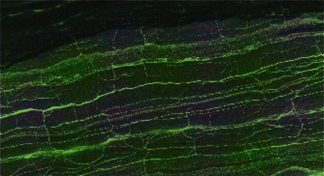 Abstract digital texture with green lines and cell-like shapes on black background.