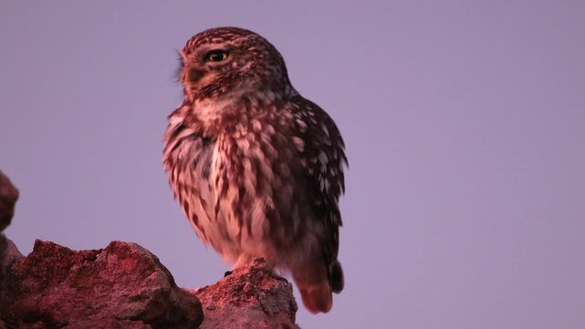 little owl, Athene noctua, feathering care 479