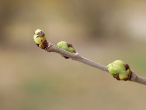 Mulberry Buds on Branch in Early Spring (Morus alba)