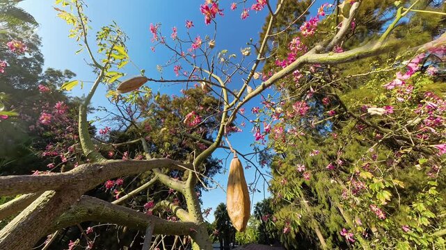 Branches of the Silk Floss Tree spread out, framing pink blooms and elongated seed pods, with a background of rich foliage and a deep blue sky, creating a peaceful, nature-focused composition.