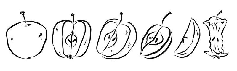 Apple variety outline fruit set. Collection of different apple shapes and varieties drawn in simple line art style. Vector hand drawn illustration. © Oleksandra Bezverkha