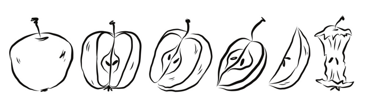 Apple variety outline fruit set. Collection of different apple shapes and varieties drawn in simple line art style. Vector hand drawn illustration.