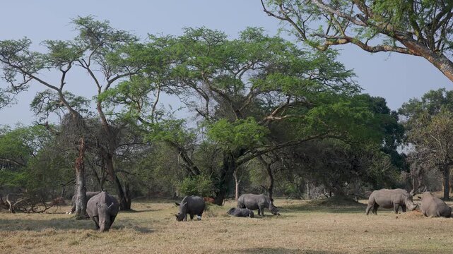 White rhinos feed peacefully at Ziwa Rhino Sanctuary in Uganda