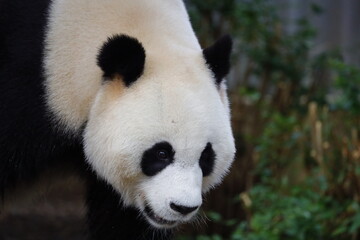 Obraz premium Giant Panda