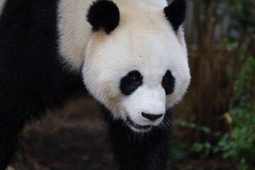Obraz premium Panda