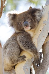 Obraz premium Koala