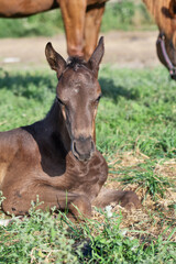 Fototapeta premium portrait of black napping little foal at pasture. with mom at background. close up. sunny day