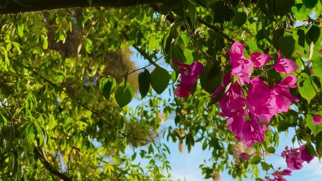 Close up: pink bougainvillea flowers and fresh green leaves moving in the wind. Spring, blooming, renewal and harmony concept