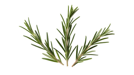 Obraz premium Fresh rosemary sprigs green herbs isolated on a transparent background