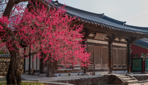 구례 천년 고찰 화엄사에 핀 한국의 5대 매화 홍매화