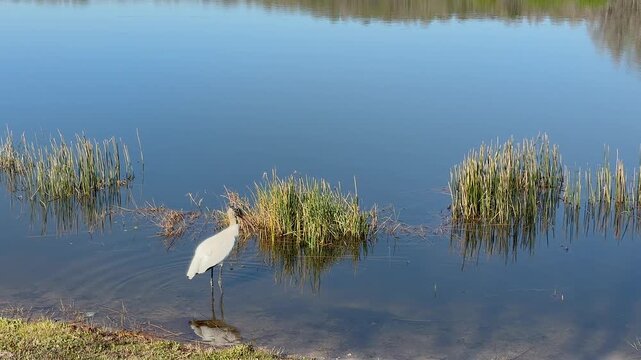 wood stork flying over calm florida lake reflection at nature preserve