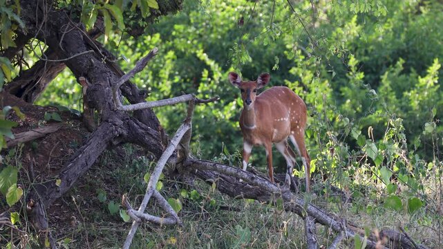 Bushbuck antelope in savannah landscape of Uganda