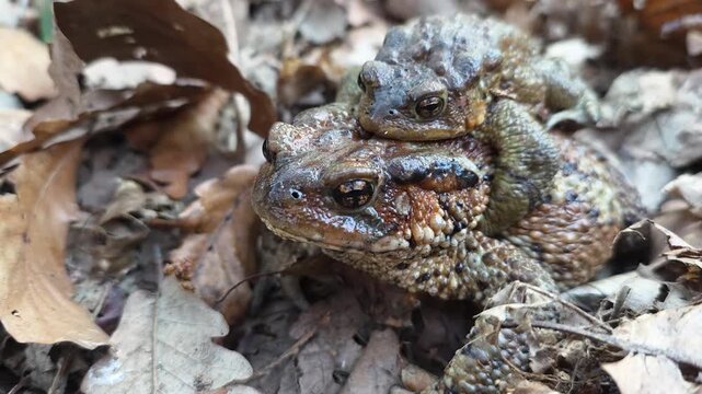 Toad Mating Scene. Amphibian In Forest Habitat. Detailed Shot Of Toad Among Leaves With Textured Skin. Intimate Depiction Of Toad During Amplexus In Natural Leaf Litter Environment