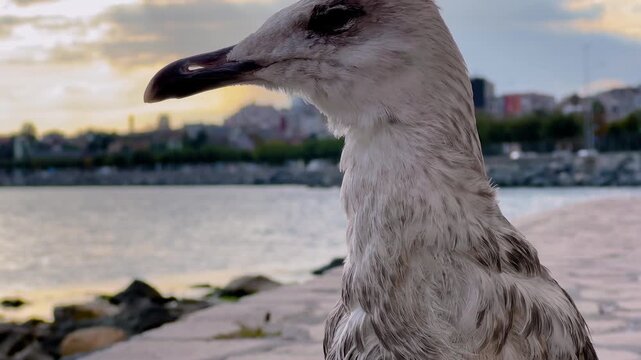 Close up of a young seagull looking around at sunset on a stone embankment in Istanbul. Cityscape and light car traffic are visible in the background across the water