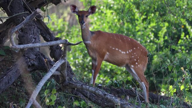 Bushbuck antelope in savannah landscape of Uganda