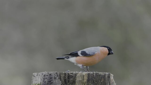 Vibrant male bullfinch landing on a stump and eating seeds in nature
