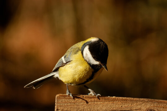 The great tit (Parus major).