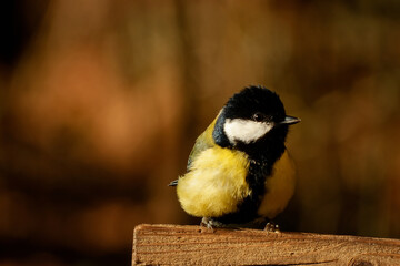 The great tit (Parus major). © heitipaves