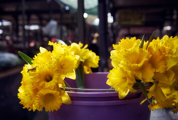 Bright Yellow Daffodils in a Purple Bucket at Market