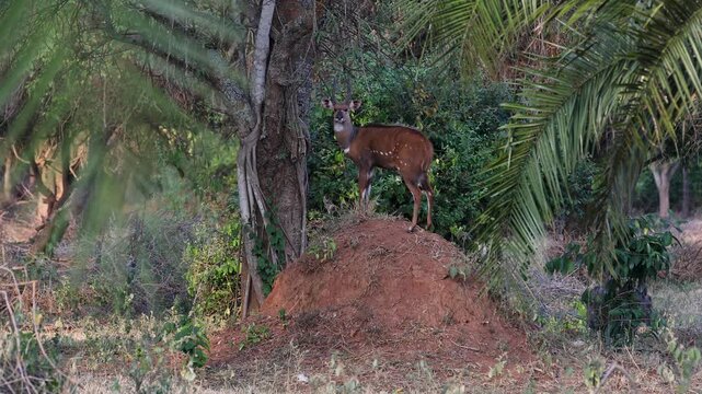 Bushbuck antelope in savannah landscape of Uganda