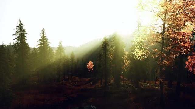 golden sunbeams through autumn conifer grove, dappled light filters across mossy floor, backlit red sapling glowing among tall pines, cinematic haze and deep